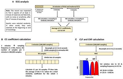 Correlation between maternal and fetal heart rate increases with fetal mouse age in typical development and is disturbed in autism mouse model treated with valproic acid